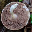 Imagem de Austroboletus roseialbus N. A. Fechner, Bonito, Lebel & Halling 2017