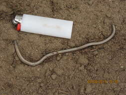 Image of Bakersfield Legless Lizard