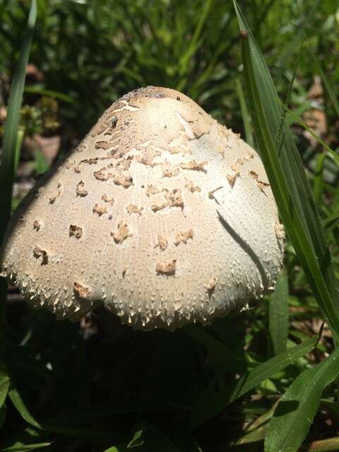 Image de Chlorophyllum