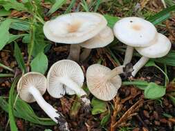 Image of Clitocybe fragrans (With.) P. Kumm. 1871