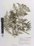 Image of Pteridium esculentum (G. Forst.) Nakai