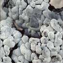 Image of bruised lichen