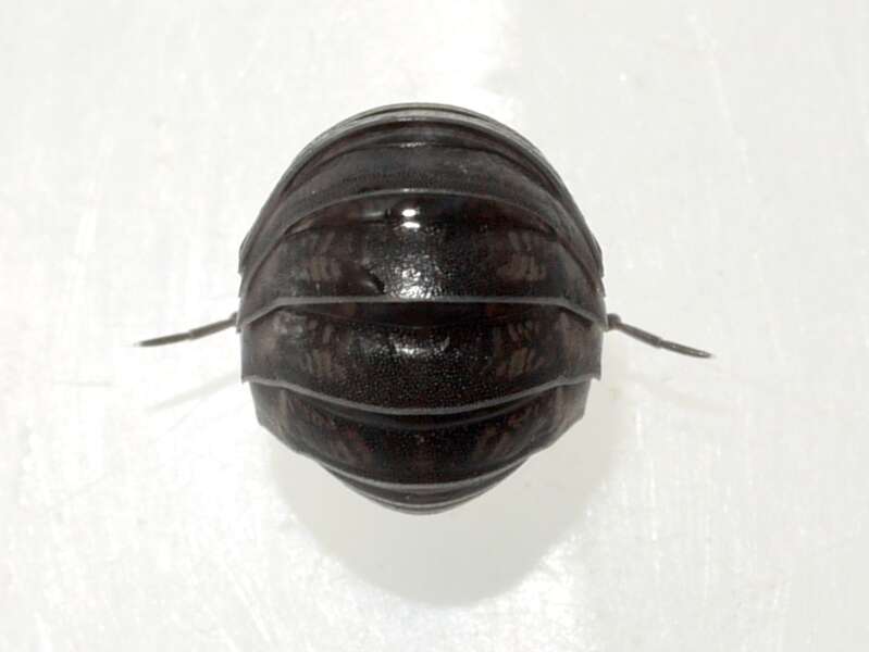 Image of Isopod