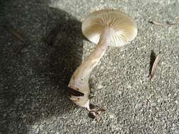 Image of Clitocybe fragrans (With.) P. Kumm. 1871