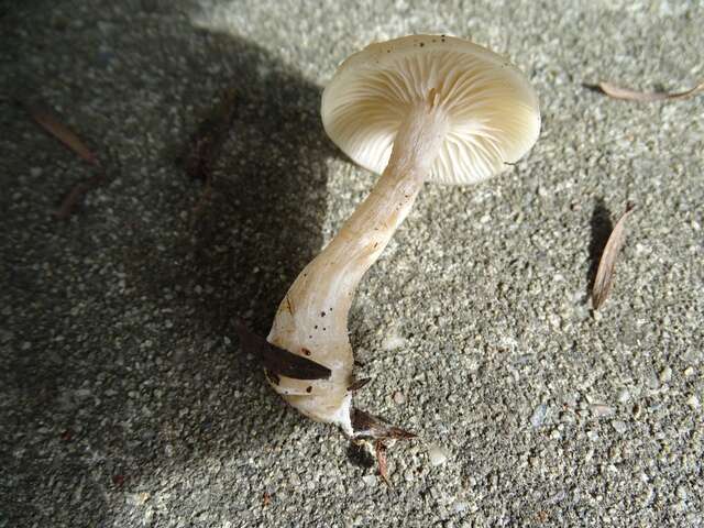 Plancia ëd Clitocybe fragrans (With.) P. Kumm. 1871