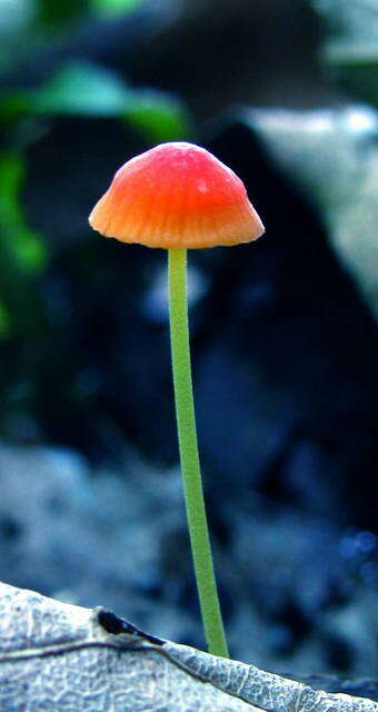 Image of Mycena acicula (Schaeff.) P. Kumm. 1871