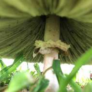 Image de Chlorophyllum