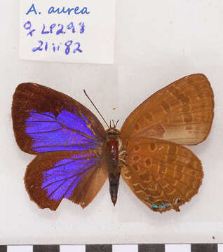 Image de Arhopala aurea (Hewitson 1862)