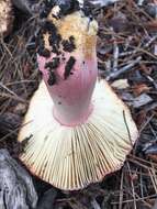 Image of <i>Russula rhodocephala</i>