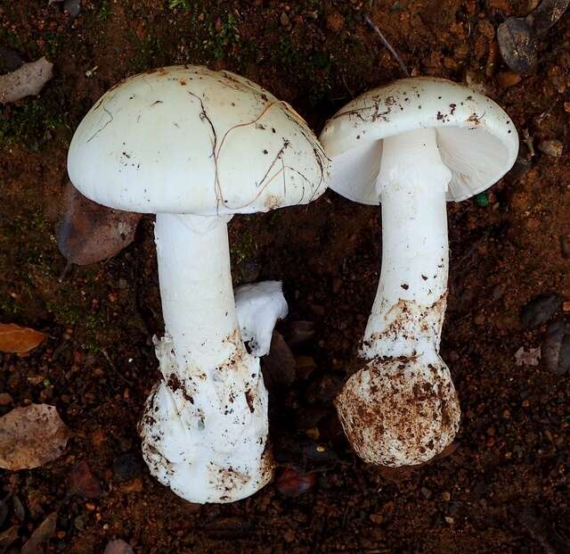 Image of Western North American Destroying Angel