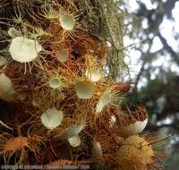 Image of Usnea Dill. ex Adans.