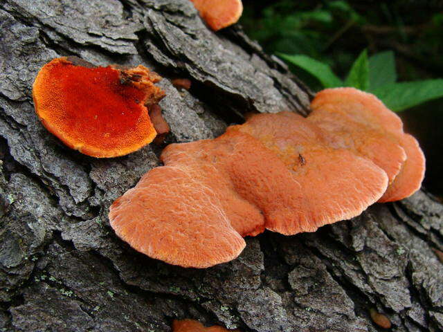 Image of Pycnoporus