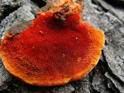 Image of Pycnoporus