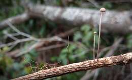 Image of Mycetinis opacus (Berk. & M. A. Curtis) A. W. Wilson & Desjardin 2005