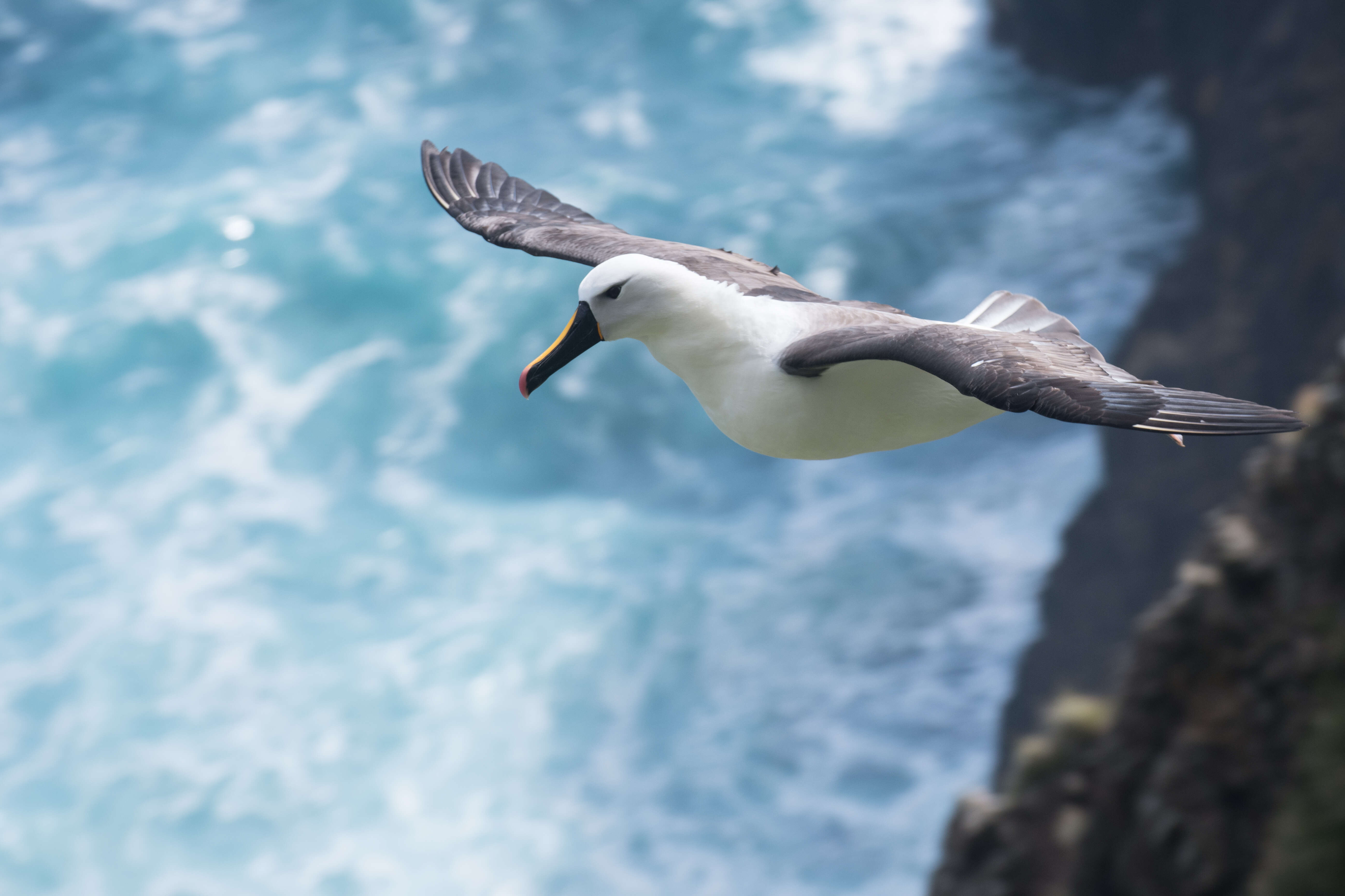 Image de Albatros de Carter