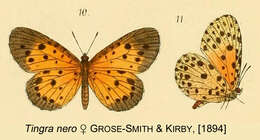 Image of Pentila nero (Grose-Smith & Kirby 1894)