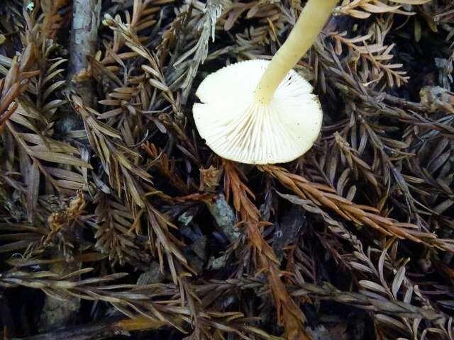 Plancia ëd Clitocybe fragrans (With.) P. Kumm. 1871