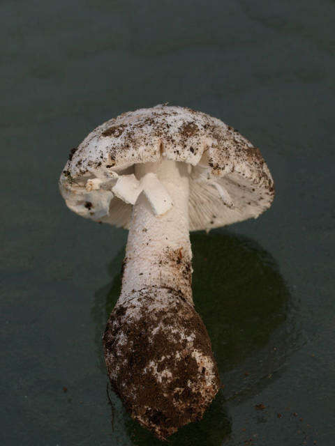 Image of Amanita novinupta Tulloss & J. Lindgr. 1994