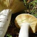 Image of <i>Russula albidula</i> Peck