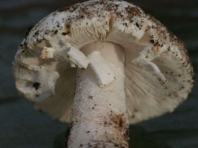 Image of Amanita novinupta Tulloss & J. Lindgr. 1994