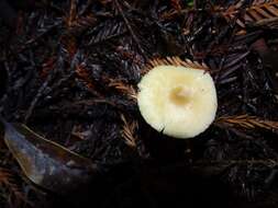 Image of Clitocybe fragrans (With.) P. Kumm. 1871