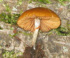 Image of Galerina