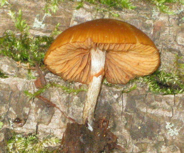 Image of Galerina