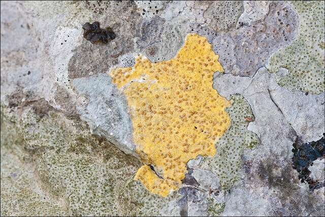 Image of Firedot lichens