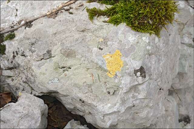 Image of Firedot lichens