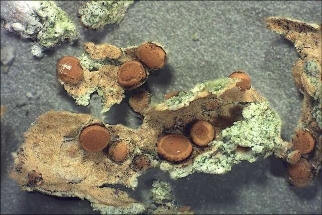 Image of Firedot lichens