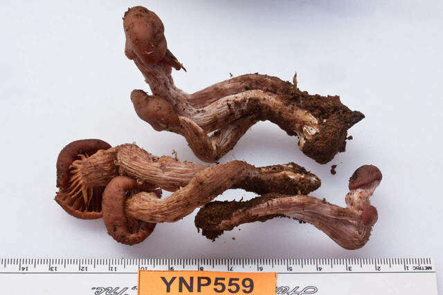 Image of Hydnangiaceae