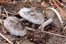 Image of Clitocybe glacialis Redhead, Ammirati, Norvell & M. T. Seidl 2000