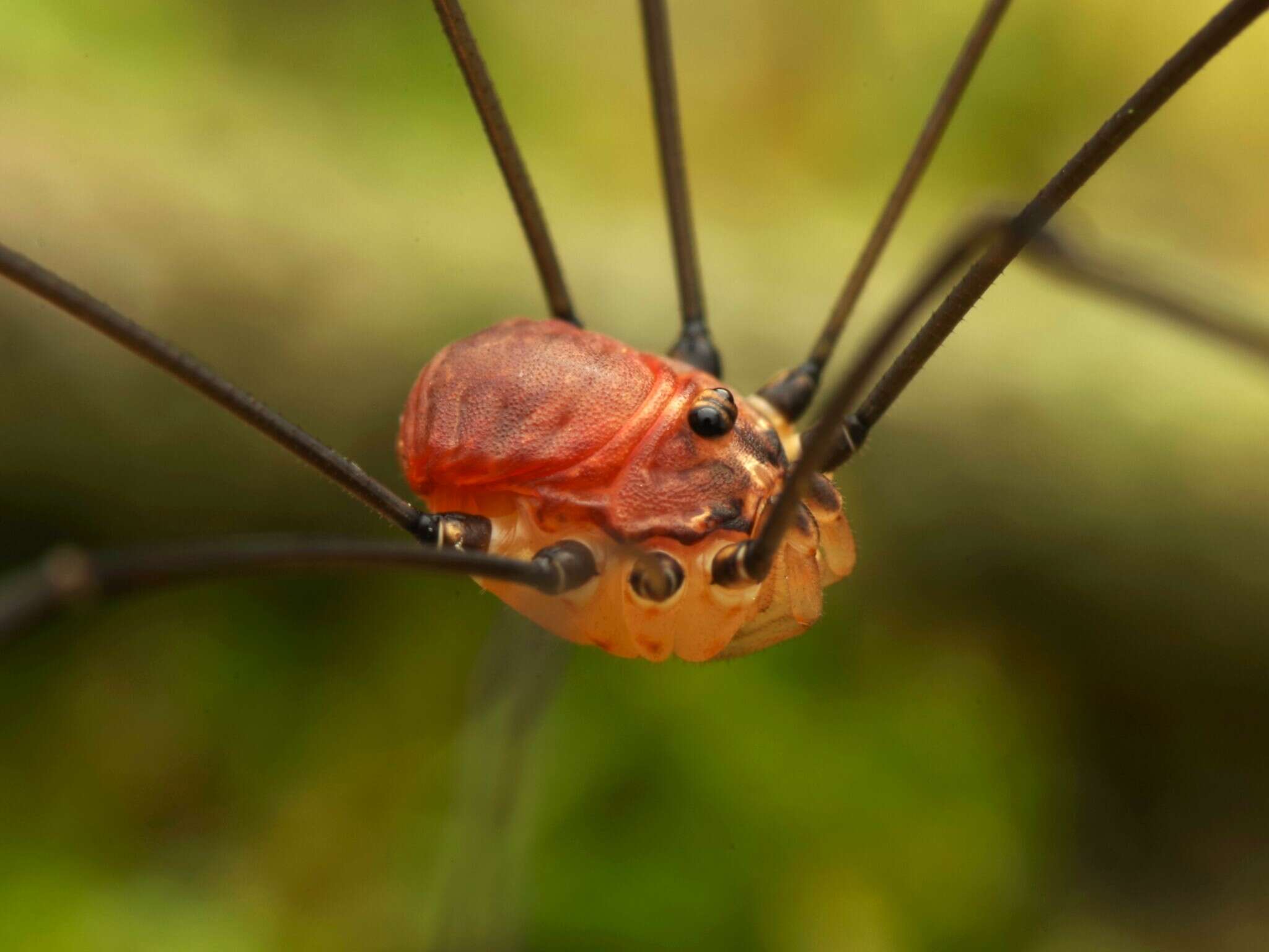 Image of Leiobunum blackwalli