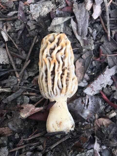 Image de Morchella tridentina Bres. 1898