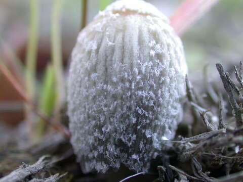 Image of Coprinellus