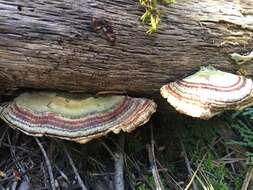 Image of Trametes