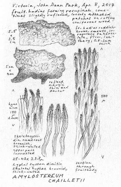 Image of Amylostereaceae