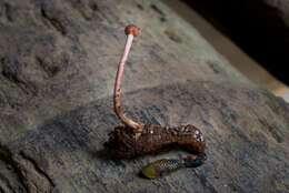 Image of Ophiocordyceps amazonica (Henn.) G. H. Sung, J. M. Sung, Hywel-Jones & Spatafora 2007