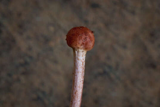 Image of Ophiocordyceps amazonica (Henn.) G. H. Sung, J. M. Sung, Hywel-Jones & Spatafora 2007