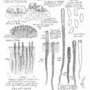 Image of Veluticeps fimbriata (Ellis & Everh.) Nakasone 1990