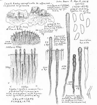 Image de Veluticeps