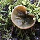 Image of Gyromitra olympiana (Kanouse) Harmaja 1973