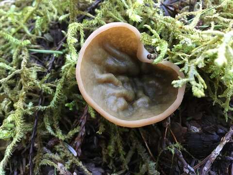 Gyromitra olympiana (Kanouse) Harmaja 1973 resmi