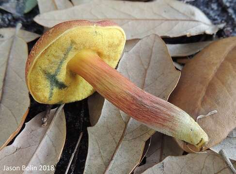 Image de Hortiboletus