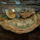 Image of Trametes polyzona (Pers.) Justo 2011