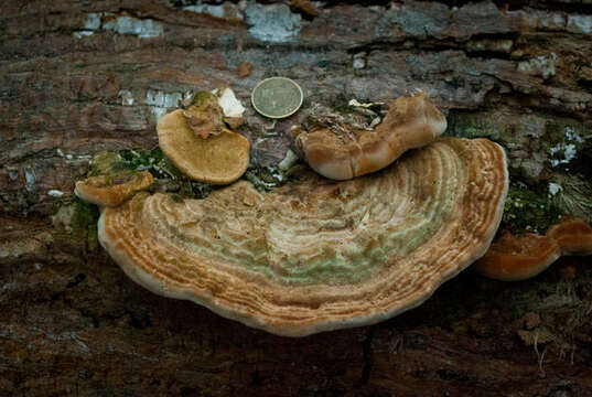 Image of Trametes