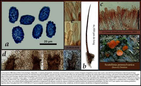 Scutellinia pennsylvanica (Seaver) Denison 1961的圖片