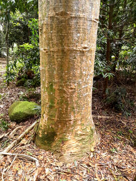 Image of Queensland Kauri Pine