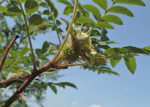 Image of chestnut rose