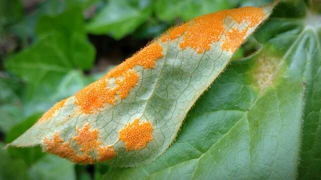 Image de Puccinia podophylli Schwein. 1822